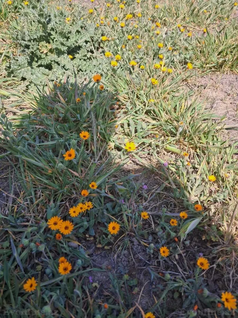 Satılır Torpaq 16 sot Novxanı - şəkil 8