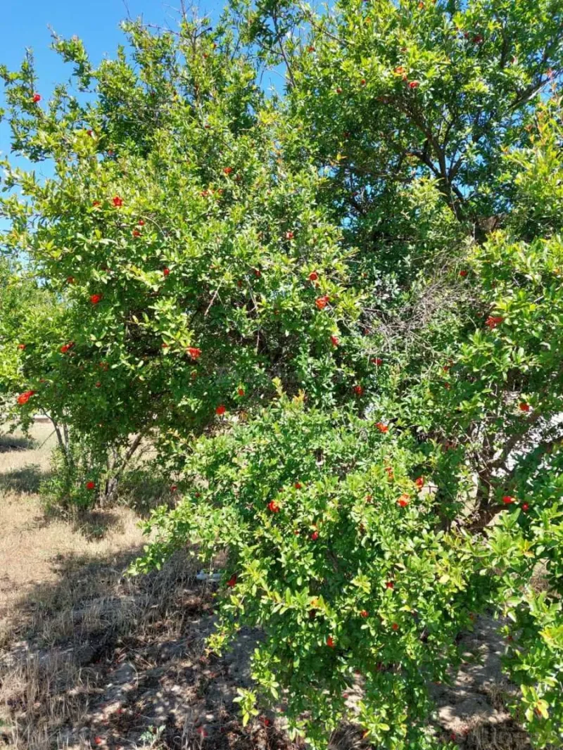 Satılır Torpaq 16 sot Novxanı - şəkil 22