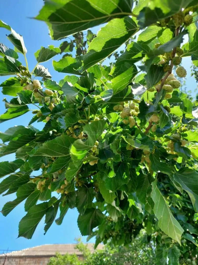 Satılır Torpaq 16 sot Novxanı - şəkil 23