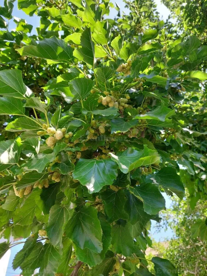 Satılır Torpaq 16 sot Novxanı - şəkil 24