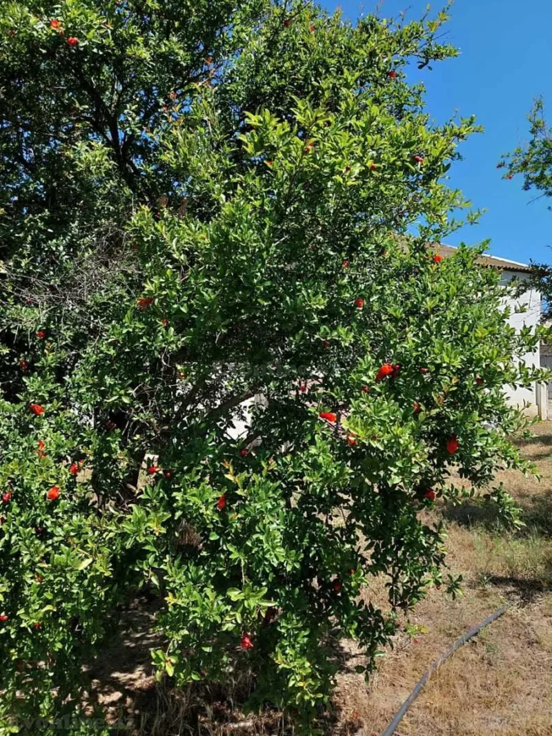 Satılır Torpaq 16 sot Novxanı - şəkil 25