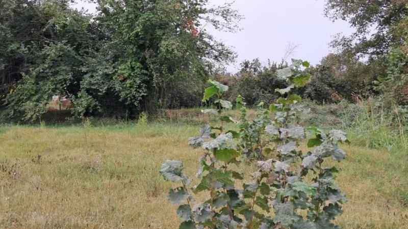 Satılır Torpaq 25 sot Qəbələ - şəkil 3