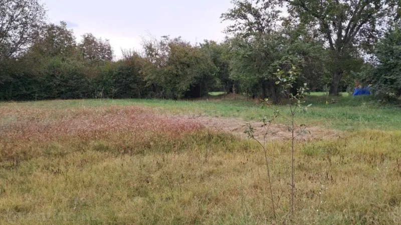 Satılır Torpaq 25 sot Qəbələ - şəkil 4