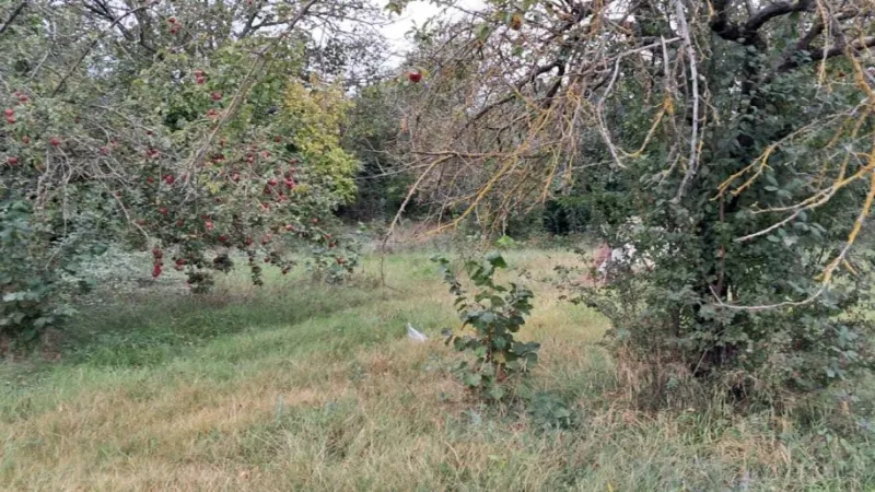 Satılır Torpaq 25 sot Qəbələ - şəkil 7