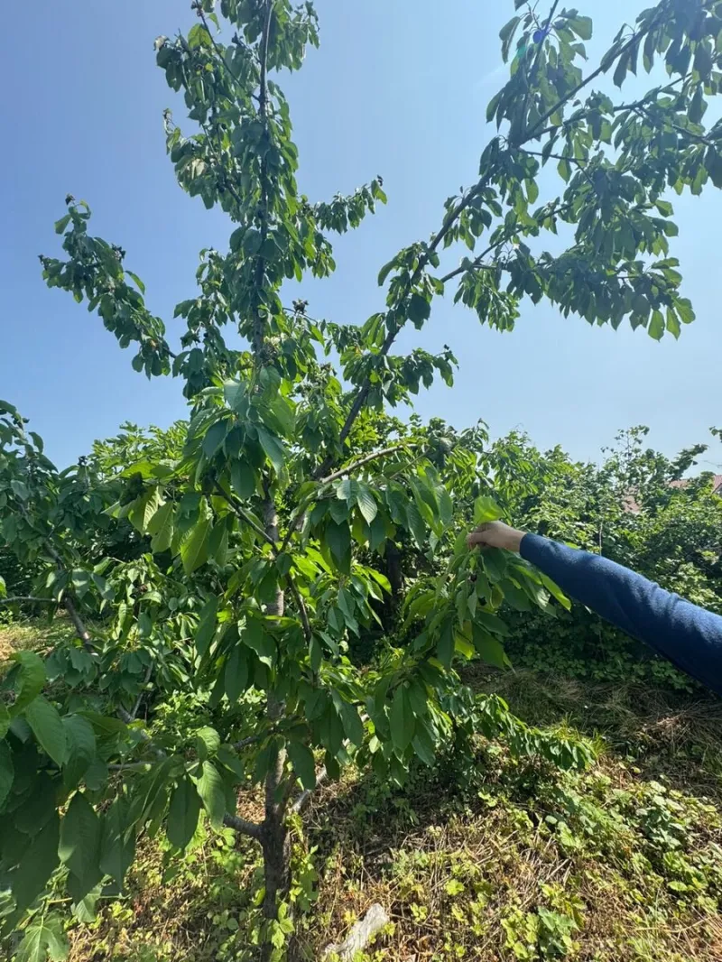 Satılır Torpaq 12 sot Xaçmaz - şəkil 5