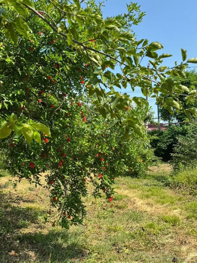 Satılır Torpaq 12 sot Xaçmaz - şəkil 7