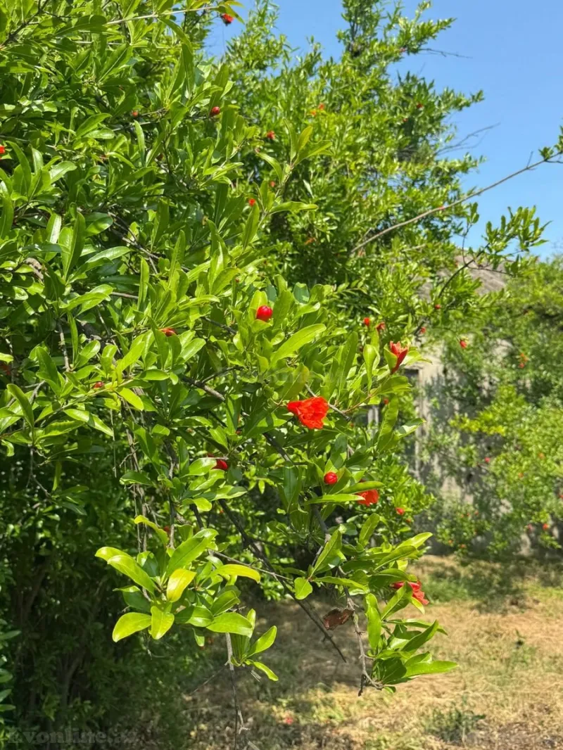 Satılır Torpaq 12 sot Xaçmaz - şəkil 8