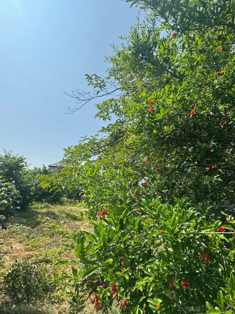 Satılır Torpaq 12 sot Xaçmaz - şəkil 10