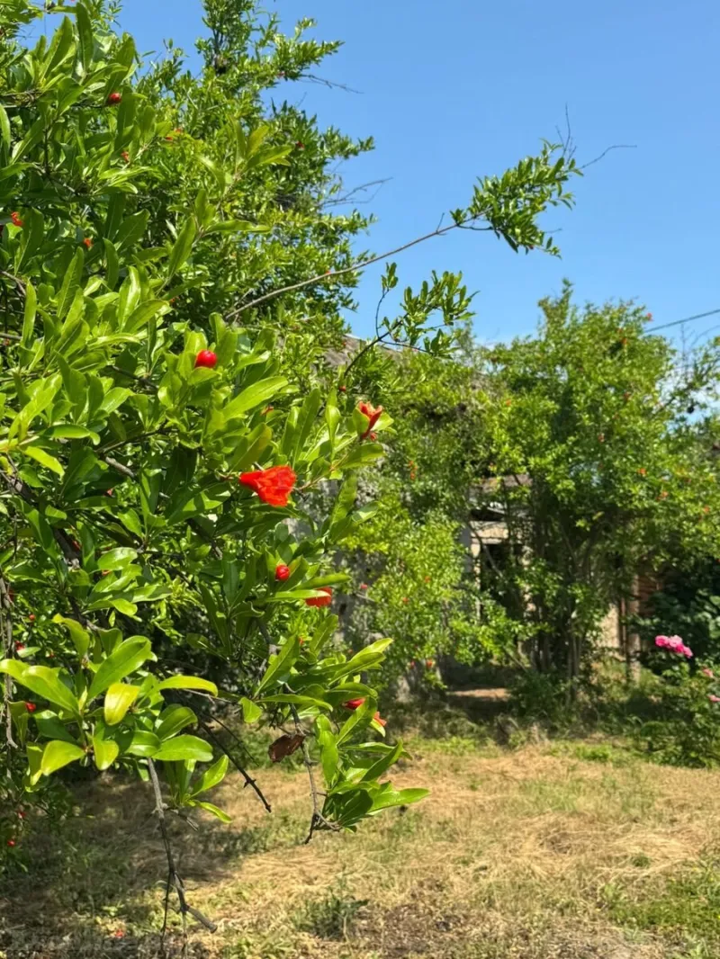 Satılır Torpaq 12 sot Xaçmaz - şəkil 11