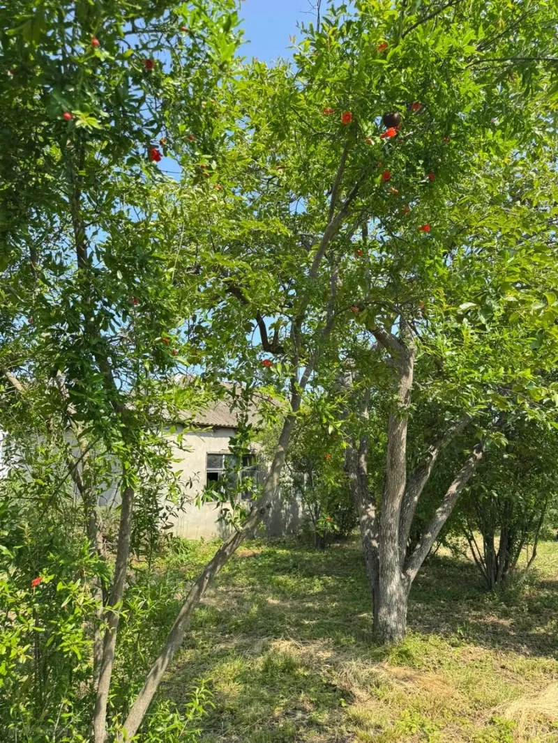 Satılır Torpaq 12 sot Xaçmaz - şəkil 26