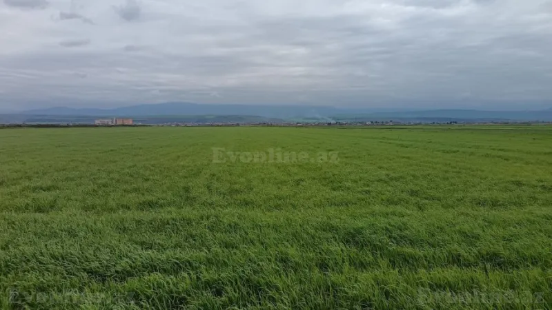 Satılır Torpaq 540 sot Şabran - şəkil 7