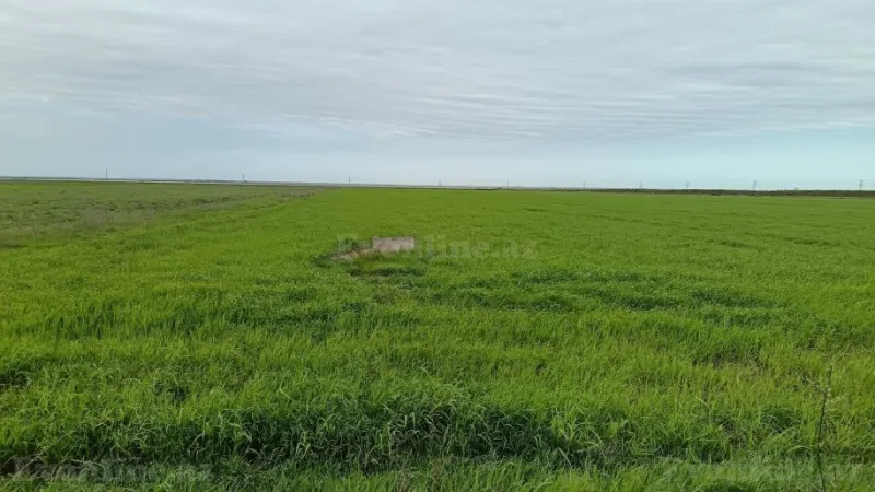 Satılır Torpaq 540 sot Şabran - şəkil 8