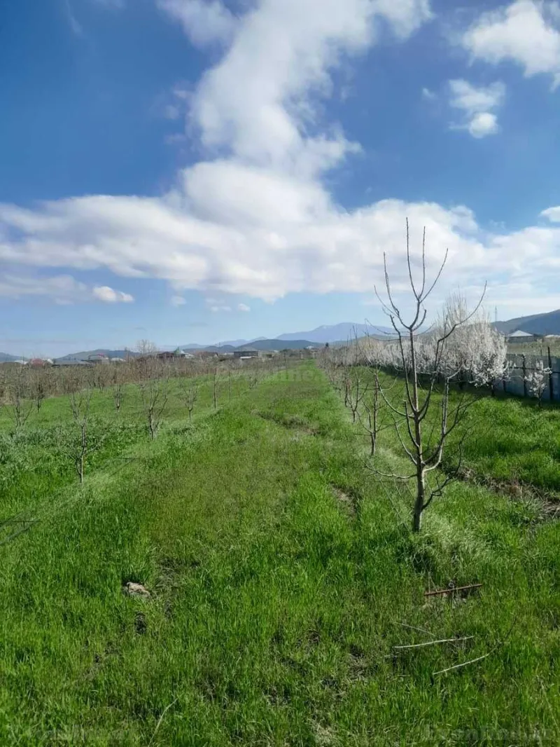 Satılır Torpaq 126 sot Quba