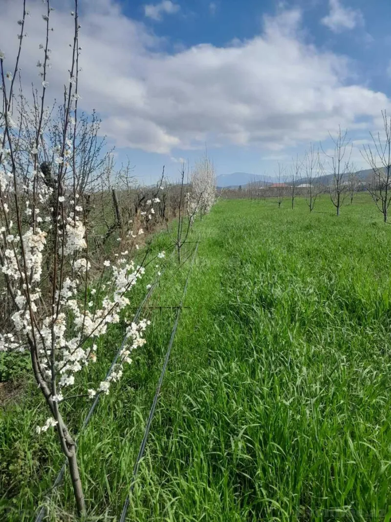 Satılır Torpaq 126 sot Quba - şəkil 4