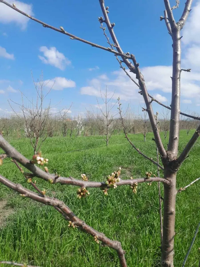 Satılır Torpaq 126 sot Quba - şəkil 10