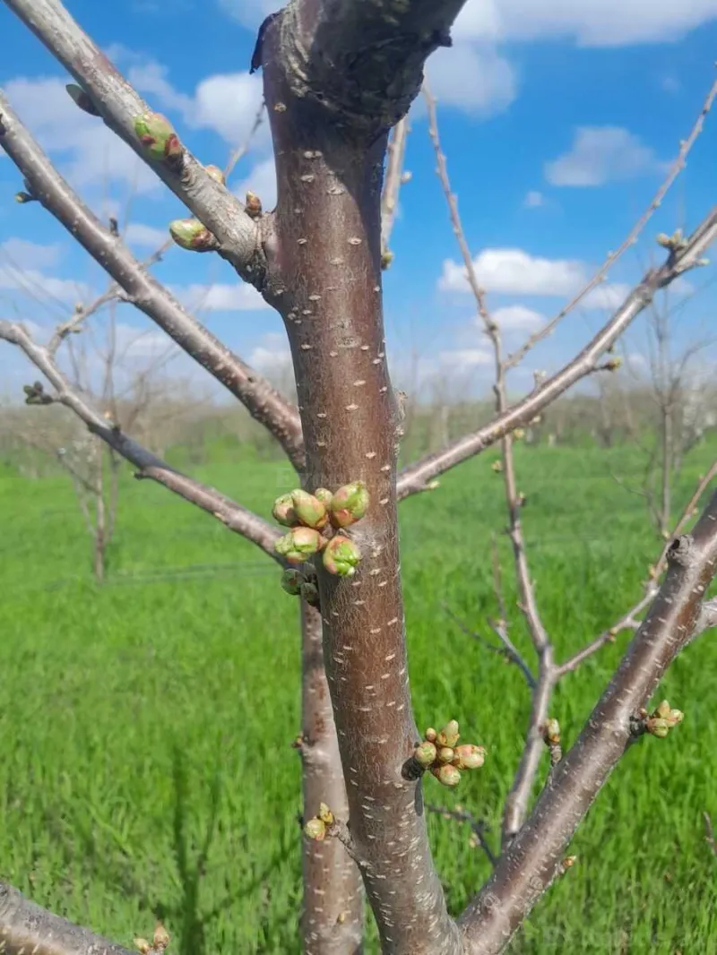 Satılır Torpaq 126 sot Quba - şəkil 11