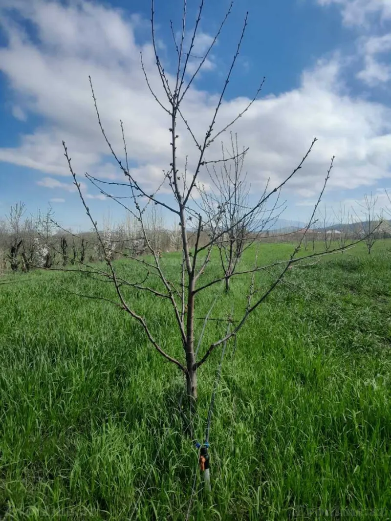 Satılır Torpaq 126 sot Quba - şəkil 12