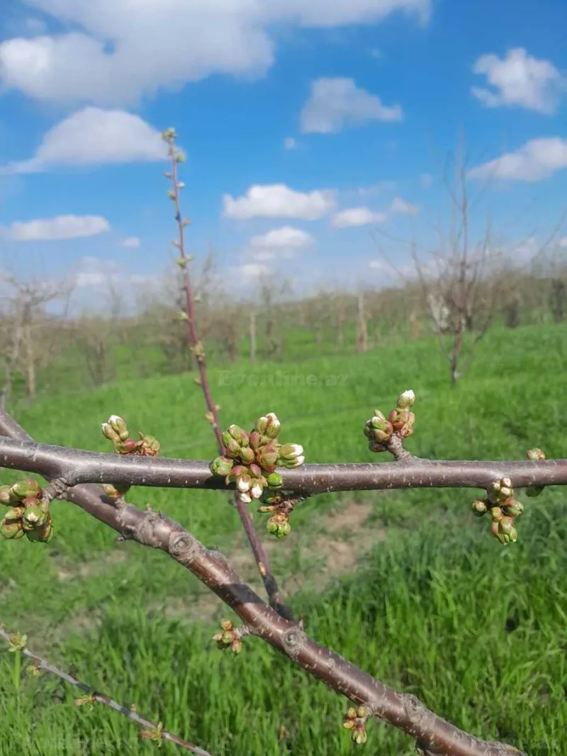 Satılır Torpaq 126 sot Quba - şəkil 13