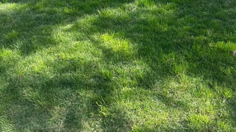 Satılır Torpaq 5 sot Şağan - şəkil 4