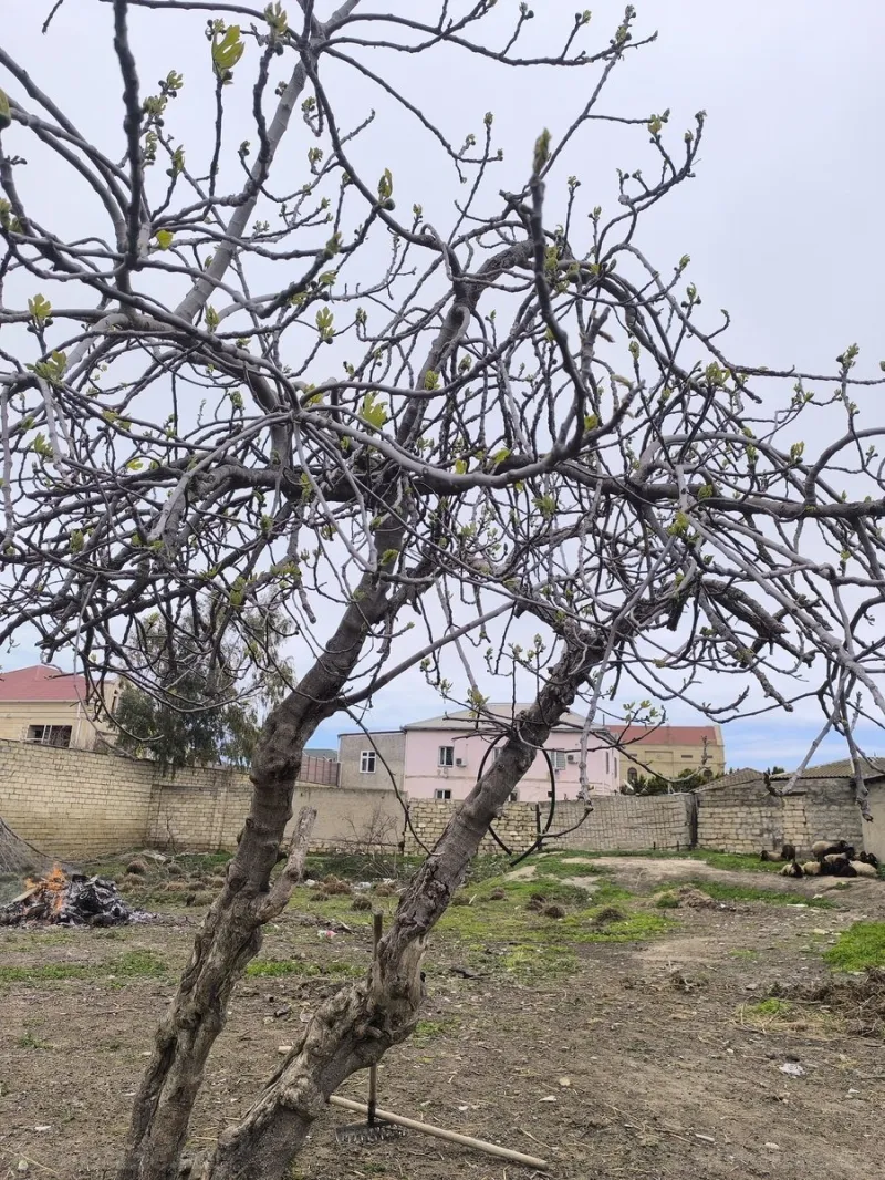 Satılır Torpaq 3 sot Abşeron r. - şəkil 6