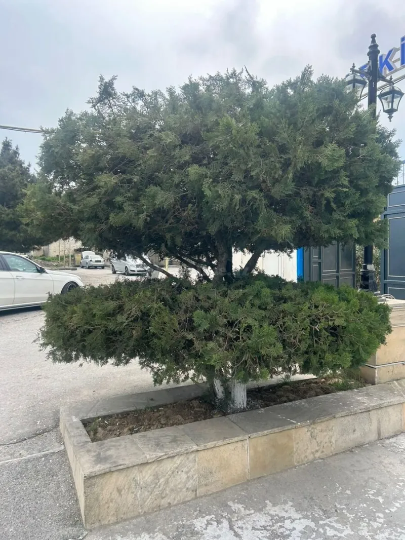 Kirayə verilir Obyekt 430 m² Xətai r. - şəkil 5