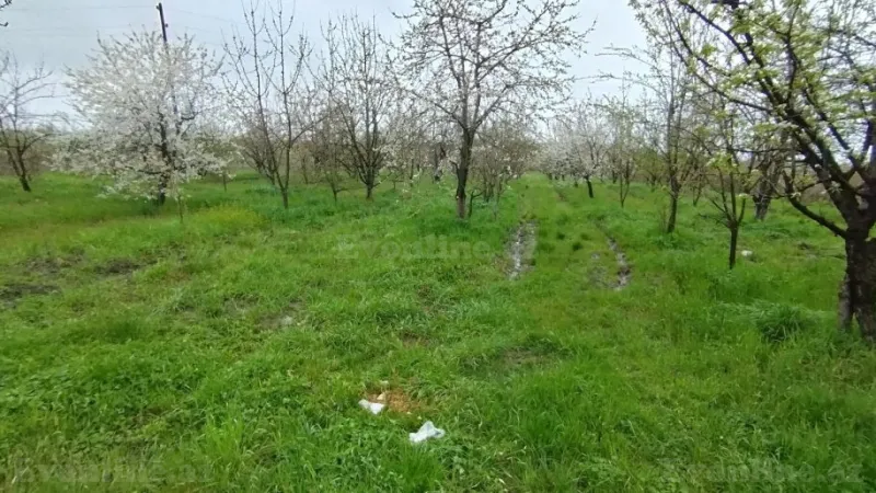 Satılır Torpaq 50 sot Quba - şəkil 2