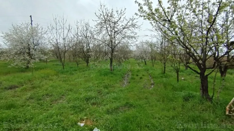 Satılır Torpaq 50 sot Quba - şəkil 3