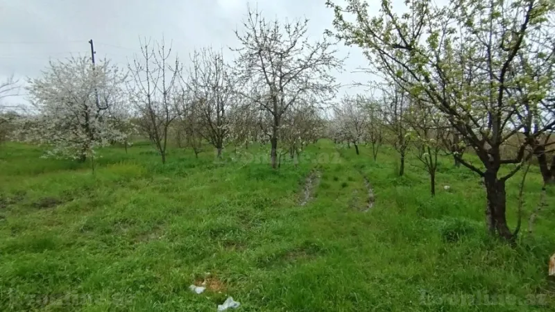 Satılır Torpaq 50 sot Quba - şəkil 5