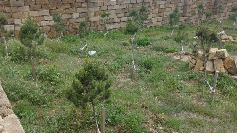 Satılır Torpaq 2.6 sot Qobu - şəkil 4