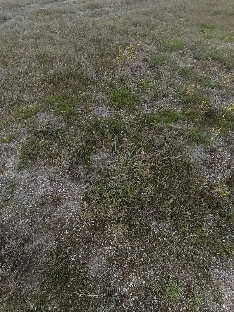 Torpaq Türkan Satılır