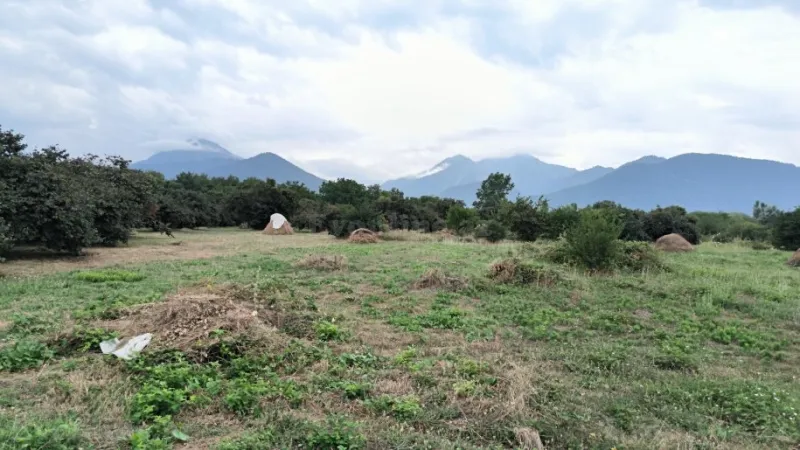 Satılır Torpaq 245 sot Qəbələ - şəkil 2