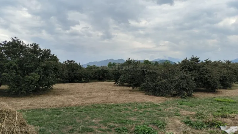 Satılır Torpaq 245 sot Qəbələ - şəkil 3