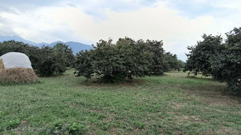 Satılır Torpaq 245 sot Qəbələ - şəkil 4