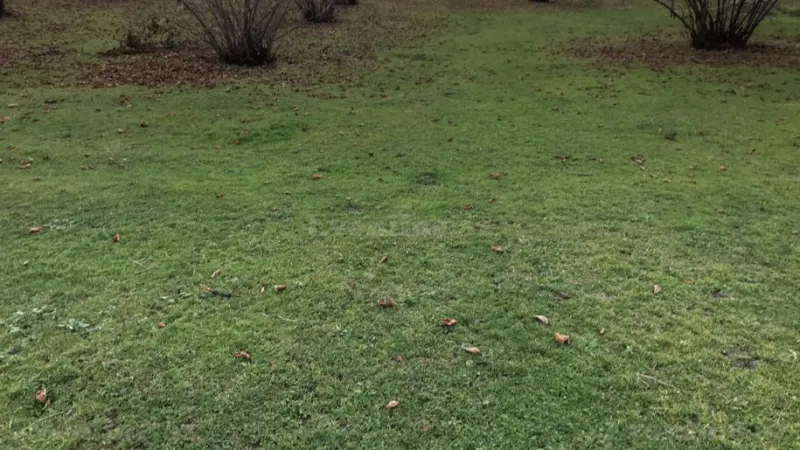 Satılır Torpaq 245 sot Qəbələ - şəkil 5