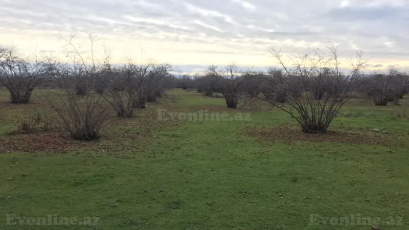 Satılır Torpaq 245 sot Qəbələ - şəkil 6
