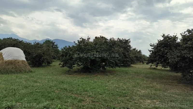 Satılır Torpaq 245 sot Qəbələ - şəkil 7