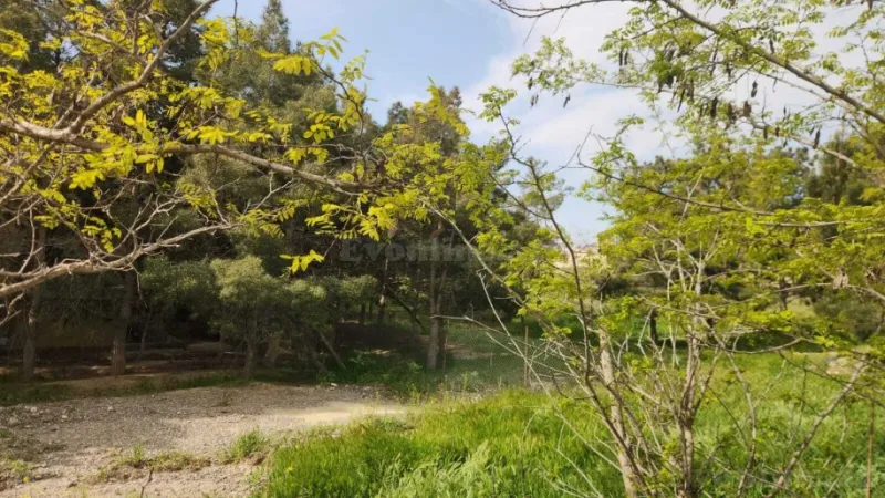 Satılır Torpaq 30 sot Masazır - şəkil 2