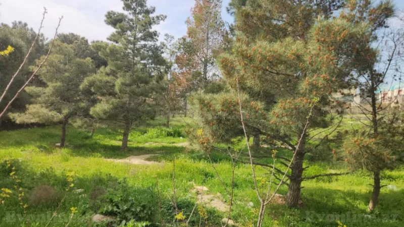 Satılır Torpaq 30 sot Masazır - şəkil 3