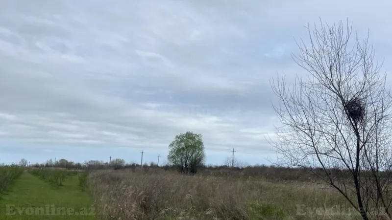 Satılır Torpaq 130 sot Xaçmaz - şəkil 3