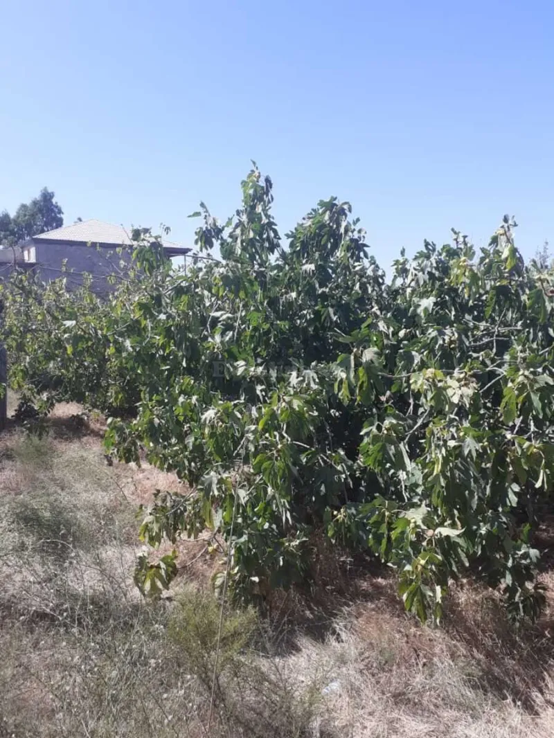 Torpaq Novxanı Satılır