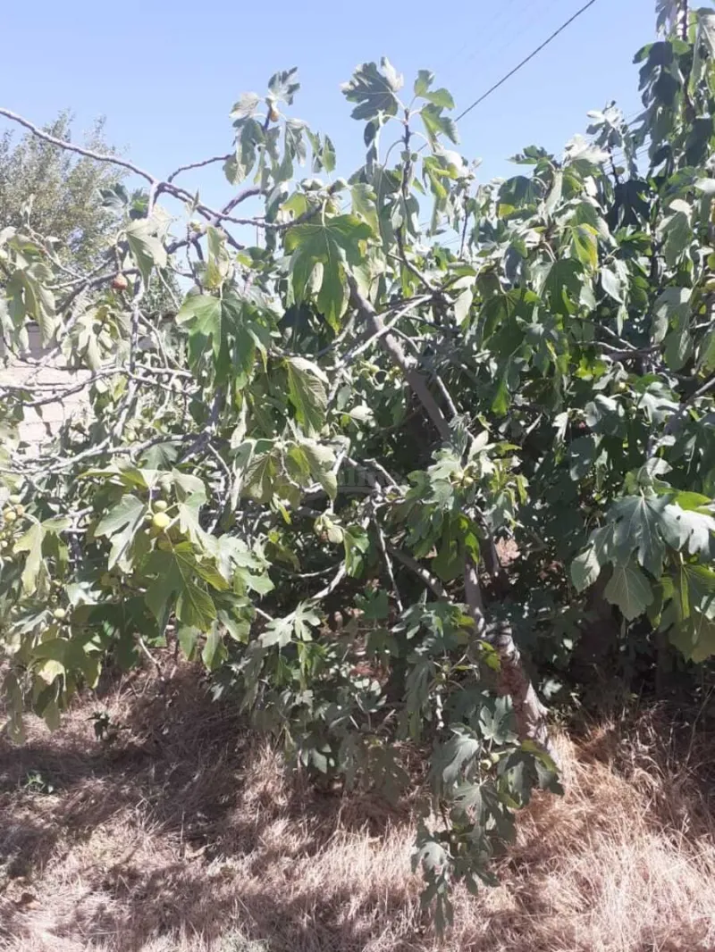 Satılır Torpaq 16 sot Novxanı - şəkil 2