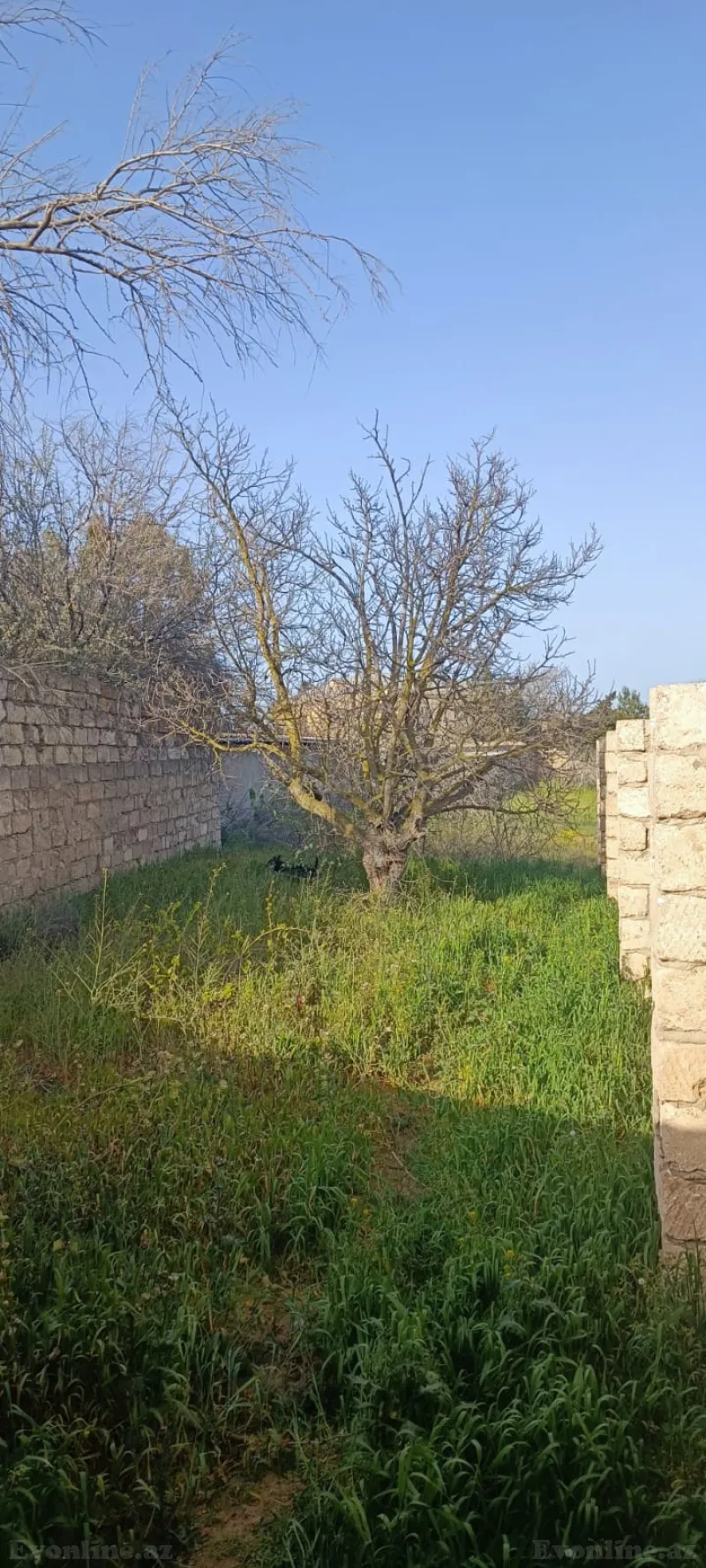 Satılır Torpaq 7 sot Qala - şəkil 2