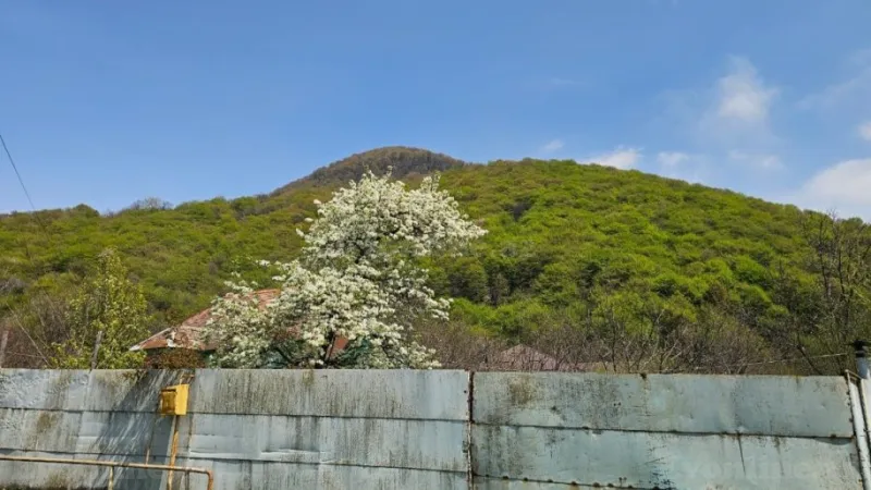 Satılır Torpaq 8 sot Qəbələ - şəkil 5