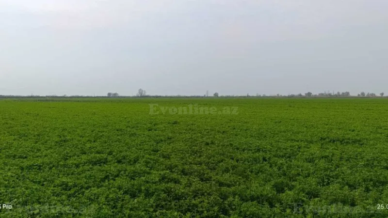 Satılır Torpaq 24 sot Sabirabad