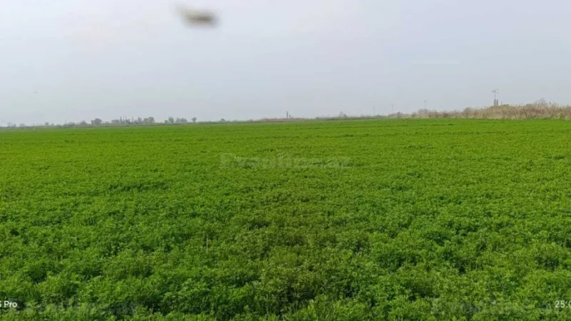 Satılır Torpaq 24 sot Sabirabad - şəkil 2