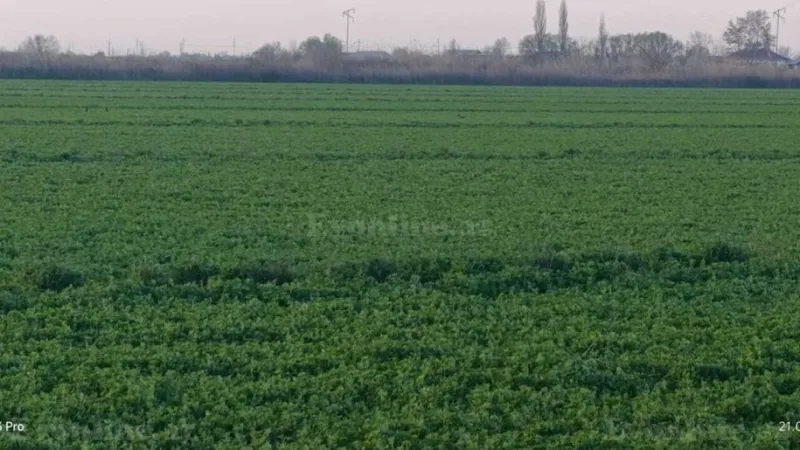 Satılır Torpaq 24 sot Sabirabad - şəkil 3