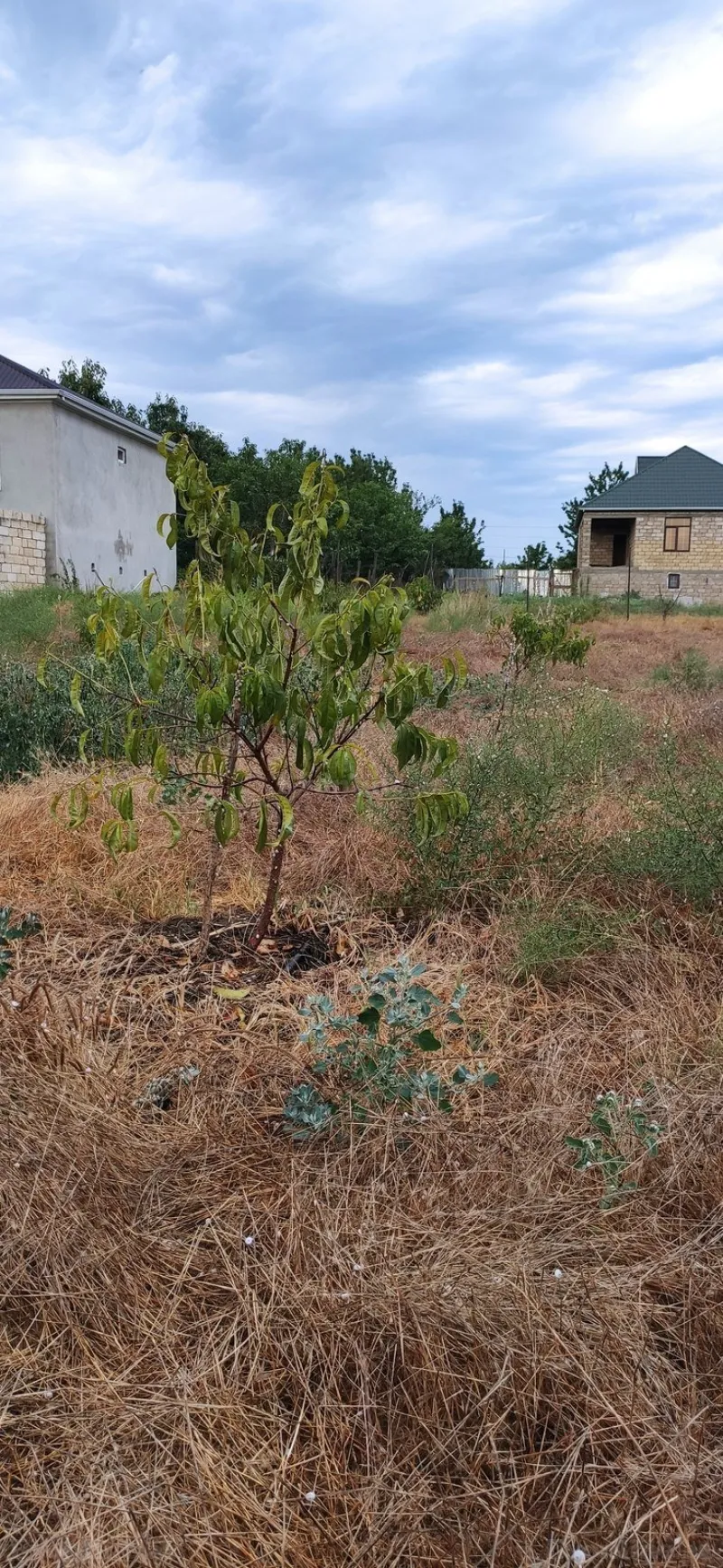 Satılır Torpaq 12 sot Xudat - şəkil 2