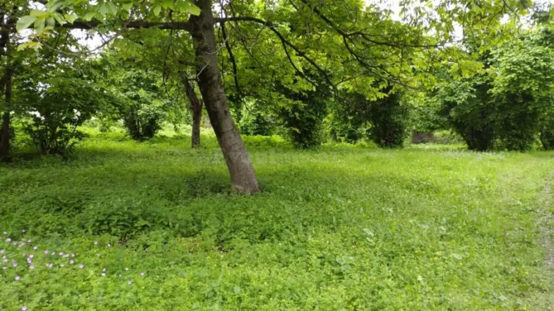 Satılır Torpaq 5 sot Oğuz