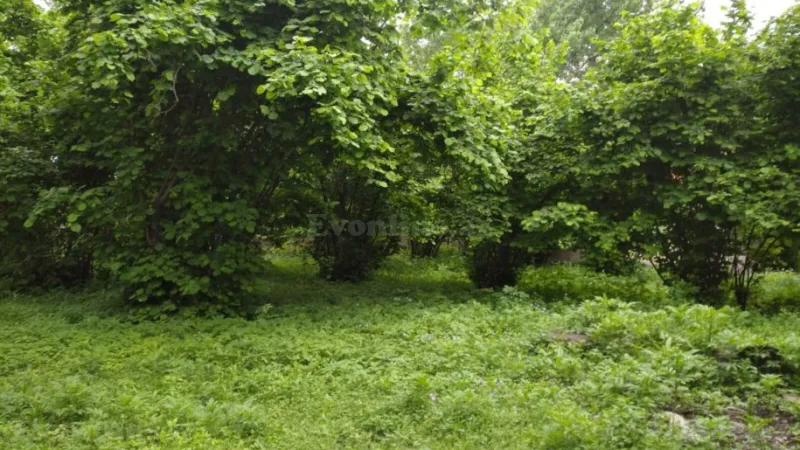 Satılır Torpaq 5 sot Oğuz - şəkil 3