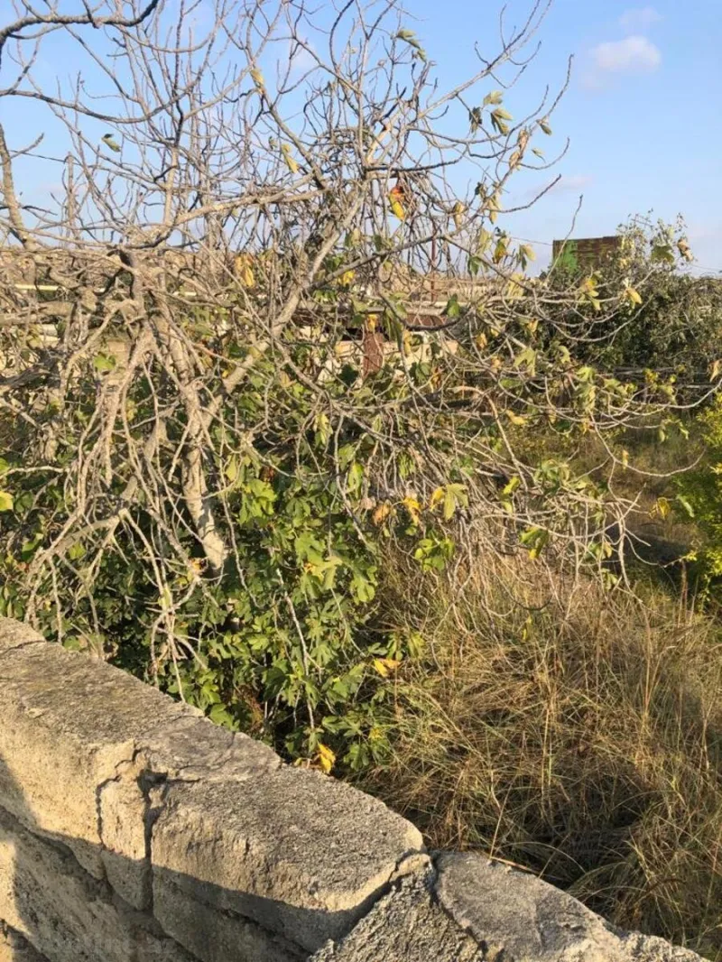 Satılır Torpaq 12 sot Nardaran - şəkil 11